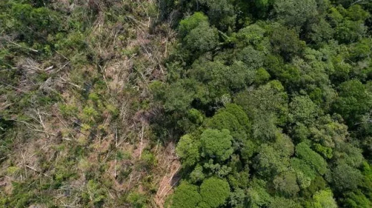 Indonesia Alami Lonjakan Deforestasi Hutan Tertinggi dalam Lima Tahun Terakhir