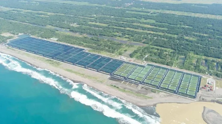 Ekowisata Tambak Udang di Sumba Timur, Sinergi Perikanan dan Pariwisata
