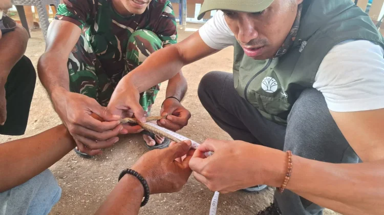 BBKSDA NTT Tangani Anak Komodo yang Masuk Pondok Warga di Manggarai Timur