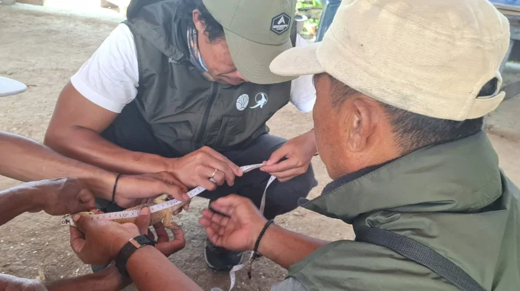 BBKSDA NTT Penanganan Komodo Dilindungi dengan Undang-Undang