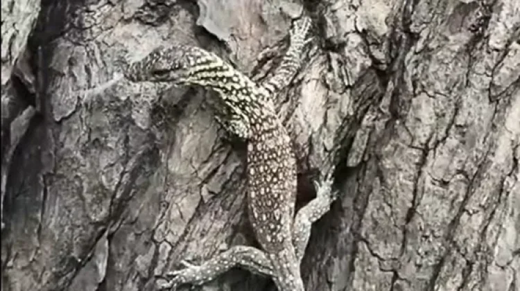 Anak Komodo Masuk Kampung, BBKSDA NTT Kembalikan ke Habitat