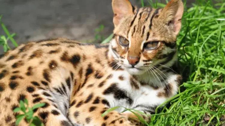 Spesies Kucing Hutan Indonesia yang Perlu Diketahui
