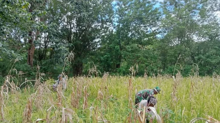 Dukung Ketahanan Pangan,Babinsa Karera Dampingi Petani Panen Padi
