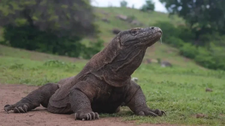 Harga Fantastis Picu Penyelundupan Komodo dari NTT