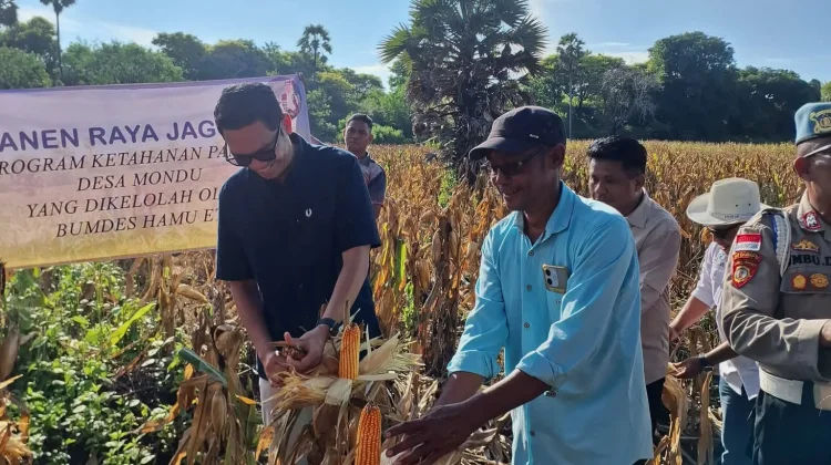 Wabup Sumba Timur Hadiri Panen Raya Jagung Desa Mondu