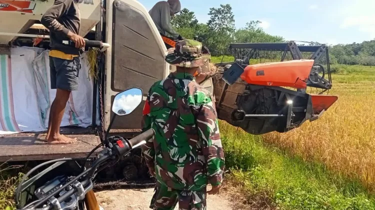 Babinsa Lewa Dampingi Petani Panen Padi Kambata Wundut