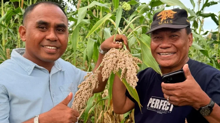 KADIN Rote Ndao Siapkan Panen Perdana Sorgum