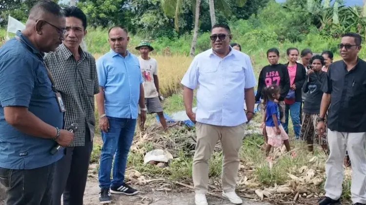 Yayasan Alfa Omega Sinode GMIT Panen  Padi Organik