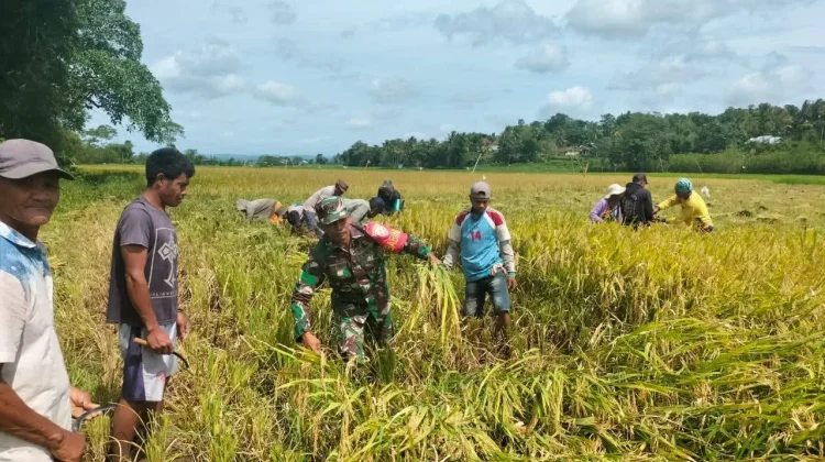 Babinsa Turun Sawah Bantu Petani Panen Padi