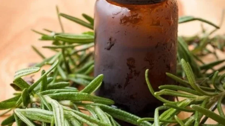 Kegunaan Rosemary untuk Rambut