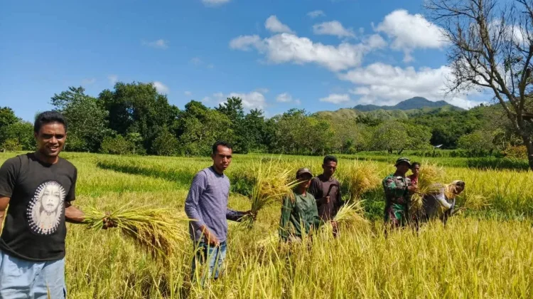Dukung Ketahanan Pangan, Babinsa Koramil Karera Bantu Petani Panen Padi