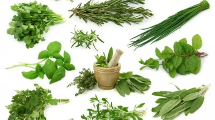 Tanaman Herbal Berkhasiat yang Paling Banyak Dicari