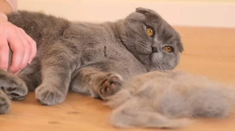 Obat untuk Mengatasi Bulu Kucing yang Rontok: Panduan Lengkap & Aman