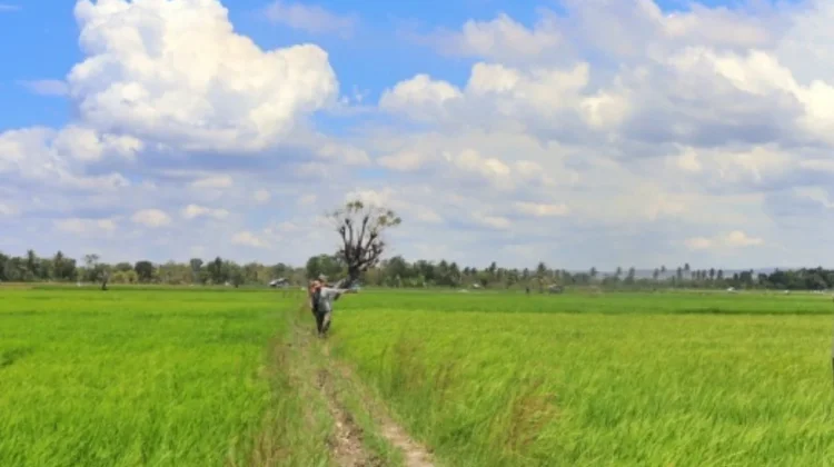 Data Real-Time Dorong Percepatan Serapan Gabah di Sumba Timur