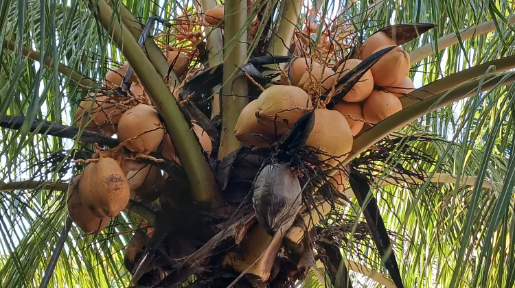 Manfaat Kelapa Gading yang Kaya Nutrisi dan Menyehatkan