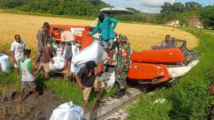 Babinsa Koramil Lewa Bantu Petani Panen Padi Ciherang