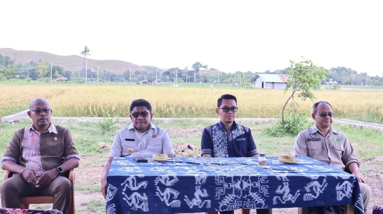 Bupati dan Wabup Sumba Timur Hadiri Panen Padi di Mauliru