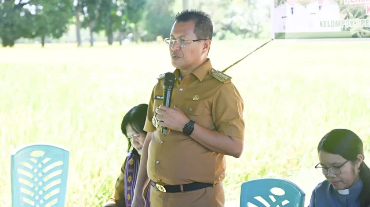 Panen Raya Nekamese, Produksi Padi Naik Signifikan
