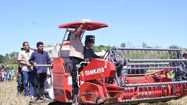 Bupati dan Wakil Bupati Sumba Timur Panen Padi Secara Simbolis di Desa Tanarara