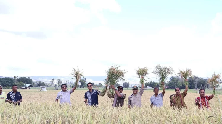 Bupati dan Wabup Sumba Timur Panen Padi Oplah di Kelurahan Mauliru