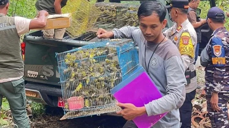 Gagalkan Diselundupkan Ribuan Burung Kicauan Dilepas Kembali ke Habitat