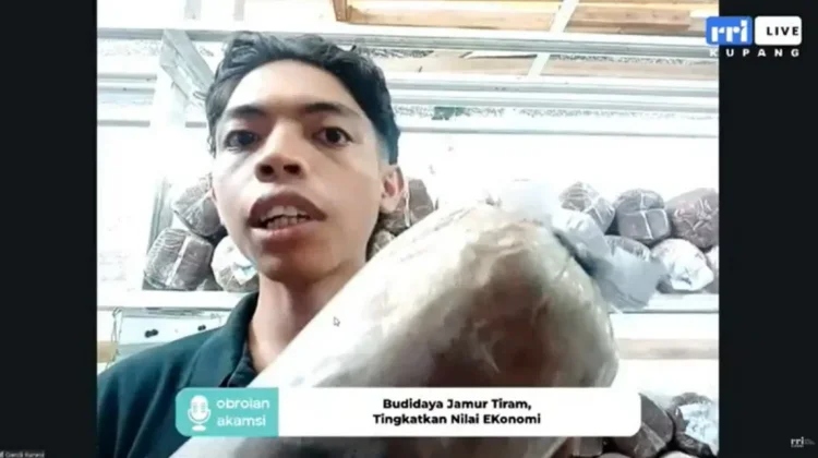 Budidaya Jamur Tiram Jadi Peluang Usaha Menjanjikan bagi Petani Muda NTT