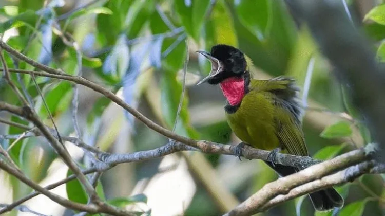 Mengenal Jenis Burung Kancilan Flores