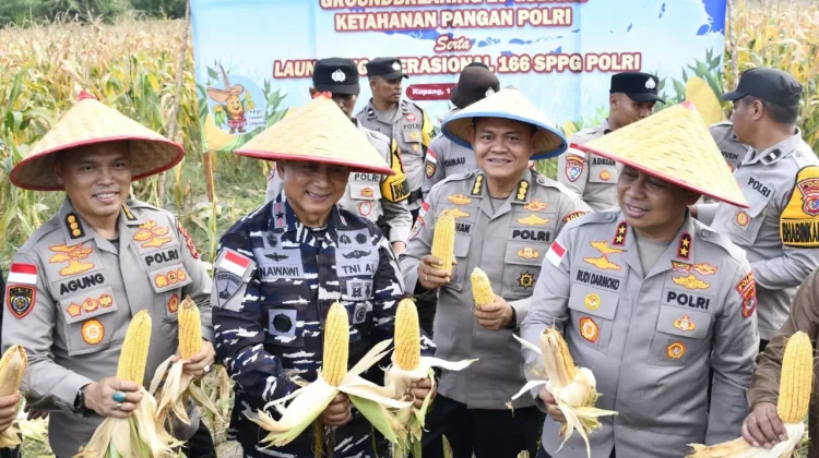 Kuartal II Tahun 2026 Polda NTT Berhasil Panen 45,5 ton Jagung Pipilan Kering
