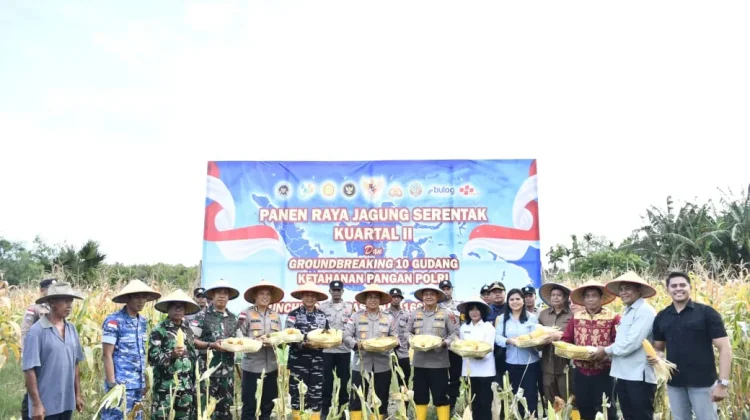 Hujan Rintik Warnai Panen Raya Jagung di Desa Tuatuka