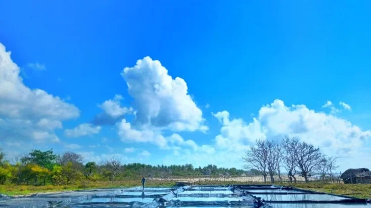 Potensi Tambak Garam Hanggaroru di Sumba Timur Butuh Dukungan Infrastruktur