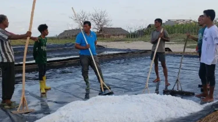 Petani Garam Hanggaroru Berdayakan Anak Sekolah Bantu Angkut Hasil Panen