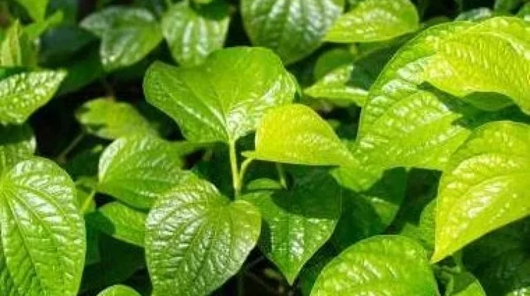Daun Sirih dan segudang Manfaatnya untuk Kesehatan