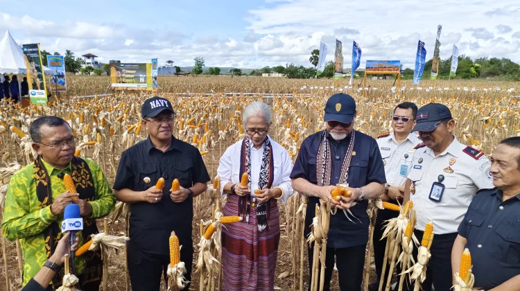Wawali dan Ketua DPRD NTT Apresiasi Panen Raya Jagung Lapas Dewasa Kupang