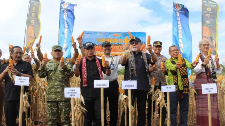 Dukung Ketahanan Pangan, Ditjenpas NTT dan PT SMJ Panen 10 Ton Jagung di Lapas Kupang