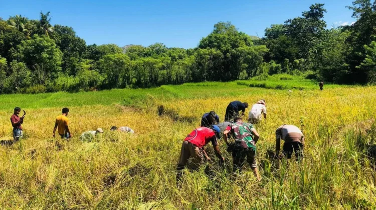 Bentuk Kepedulian TNI,Babinsa Koramil 06/Karera Dampingi Petani Panen Padi