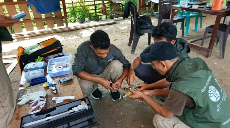 Masuk Rumah Warga Anakan Komodo Dilepas Kembali ke Habitat