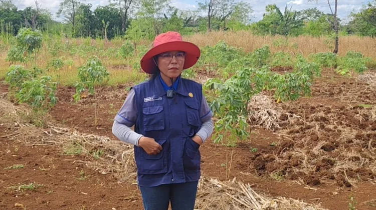 PPL Penfui Dorong Petani Tingkatkan Produksi Lahan Kering