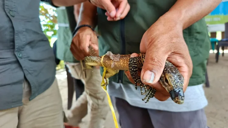 Segal Bentuk Penangkapan Biawak Komodo Dapat Dikenakan Sanksi Hukum