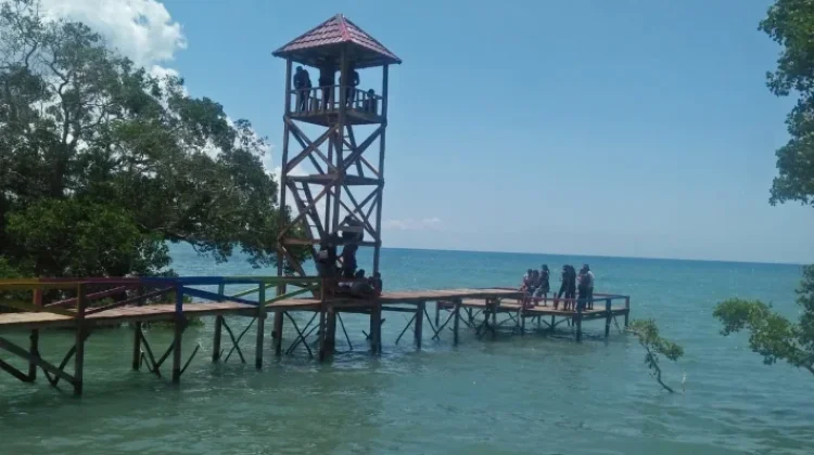 Pesona Ndii Lifu, Mangrove Tertua di Rote Ndao