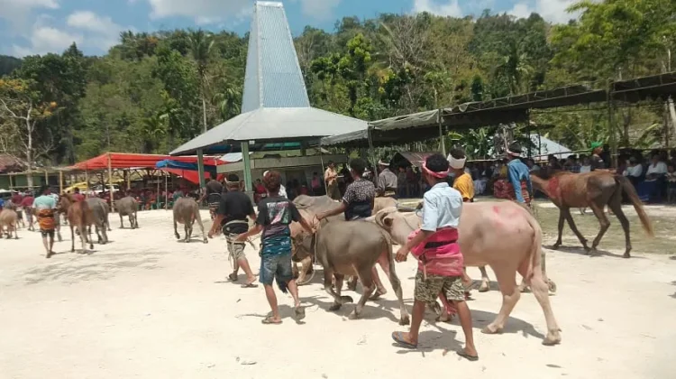 Generasi Muda NTT Mulai Rasionalisasi Tradisi Belis Perkawinan