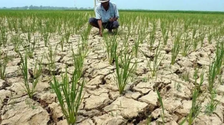 Perubahan Iklim Ancam Kepunahan Ribuan Spesies Tumbuhan Dunia