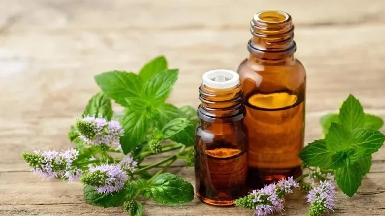 Aroma yang Tidak Disukai Tikus, Peppermint Salah Satunya