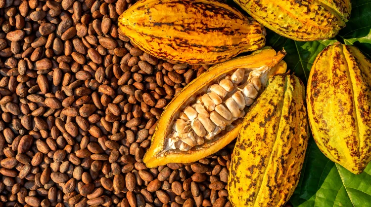 Manfaat dari kakao untuk kesehatan