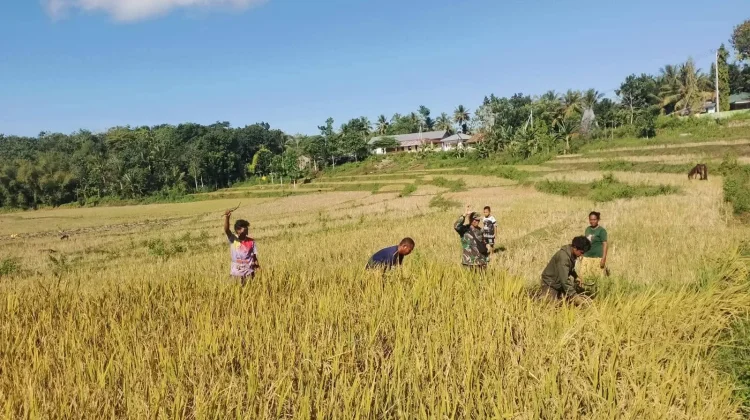 Bersama Petani Panen Padi Kegiatan Babinsa Manunggal Dengan Rakyat.