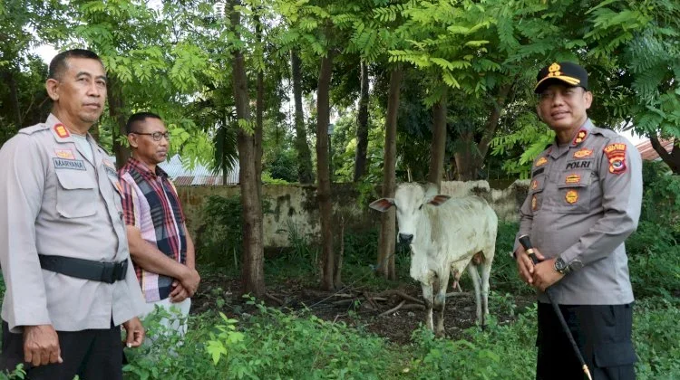 Sambut Idul Adha, Kapolres Sumba Timur Serahkan Satu Ekor Sapi kepada Panitia
