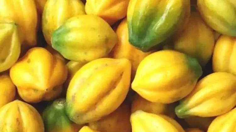 Mengenal Carica Dieng, Kaya Manfaat bagi Kesehatan