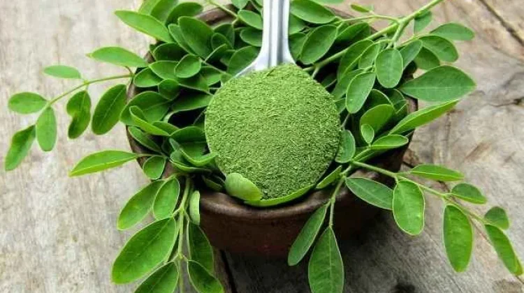 Jamu Daun Kelor: Segar Alami, Sehat Setiap Hari