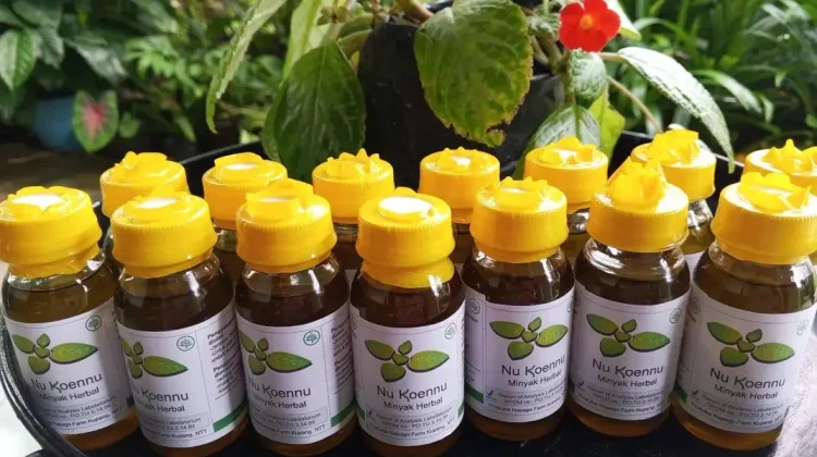 Tanaman Herbal NTT Bisa Jadi Produk Unggulan Daerah