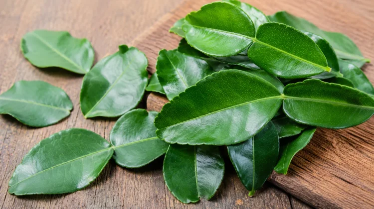 Daun Jeruk Purut, Bumbu Dapur yang Kaya Aroma dan Manfaat