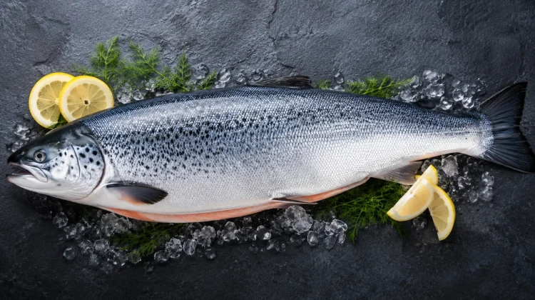 Ikan Salmon Baik untuk Tumbuh Kembang Bayi